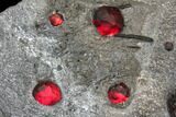 Plate of Eighteen Red Embers Garnets in Graphite - Massachusetts #127804-3